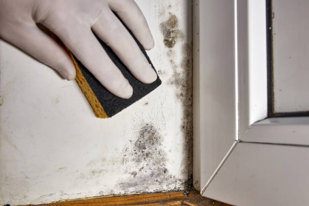 Best Mold Documentation for Insurance Claims  in Mount Ora, OH